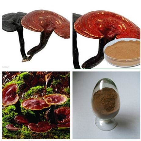 reishi mushroom extract