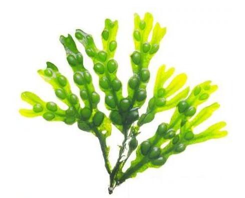 Bladderwrack Extract-1