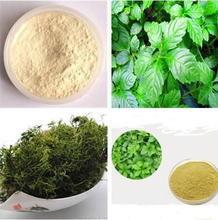 Gynostemma Pentaphyllum Extract-1