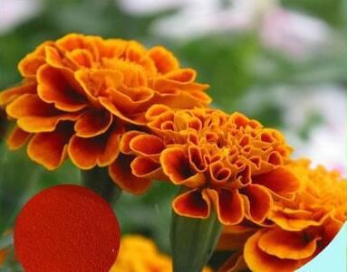 Marigold Extract-1