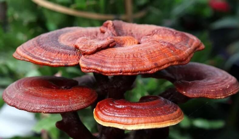 Ganoderma Extract