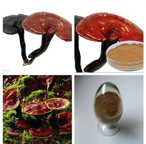 Ganoderma Extract-1