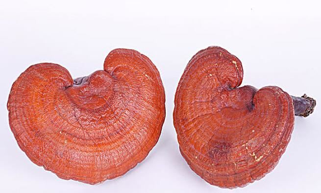 Ganoderma Lucidum Extract