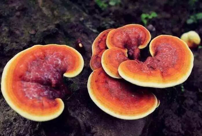 Ganoderma Lucidum Extract-1