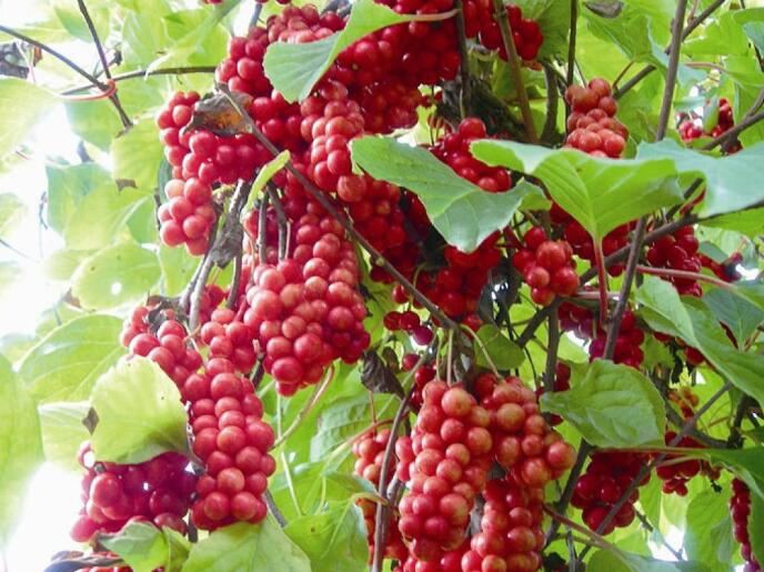 Schisandra Powder