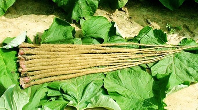 Burdock Powder