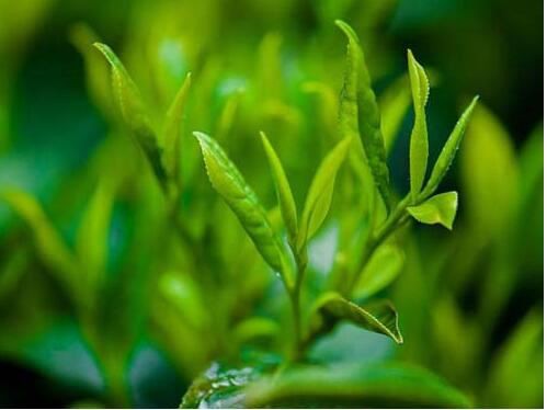 green tea extract