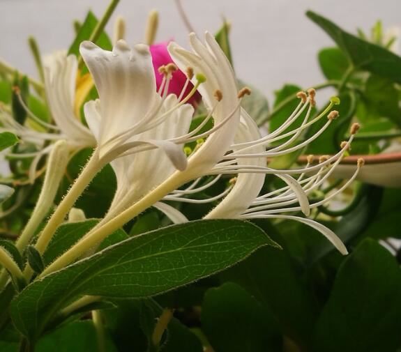 Organic Honeysuckle Powder