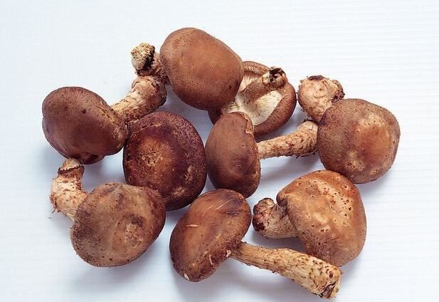Shiitake Mushroom Extract-1