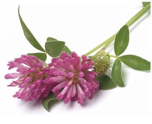 Red clover extract-1