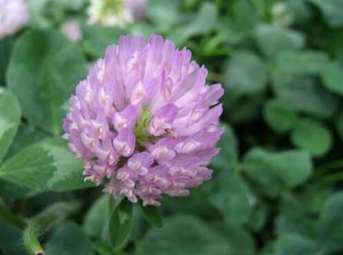 Red clover extract