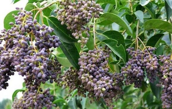 Privet Fruit Extract