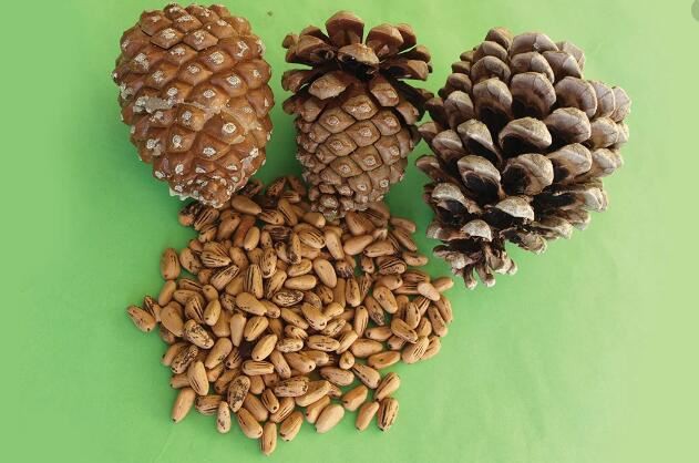 Pine Seed Extract