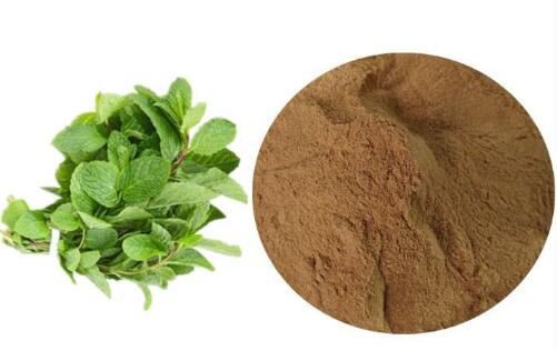 Organic Peppermint Extract-1