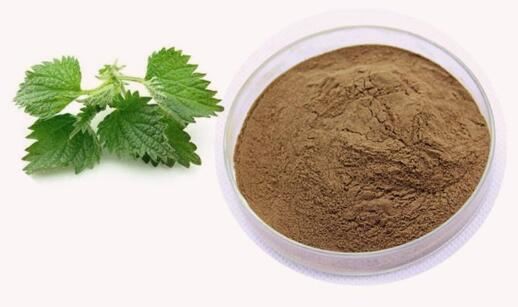 Nettle Extract