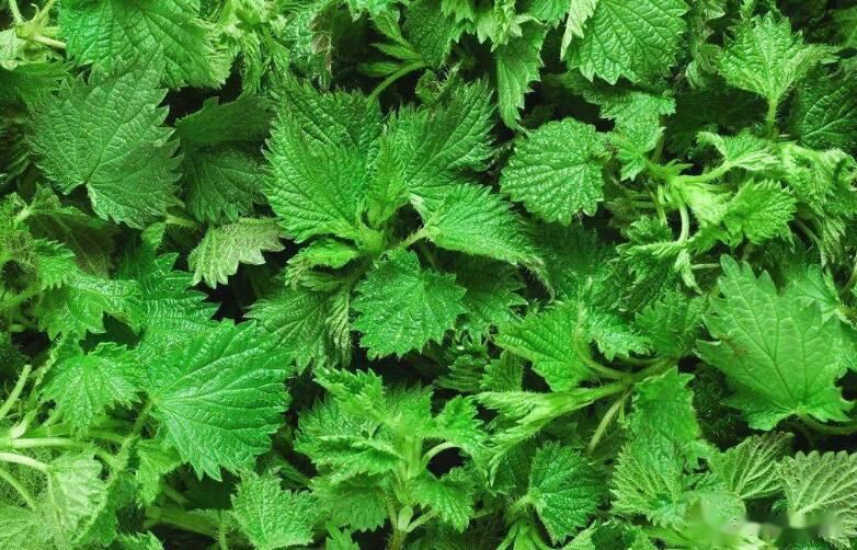 Nettle Extract-1