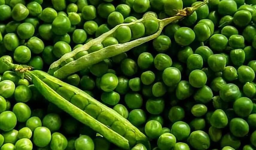 Organic Pea Protein