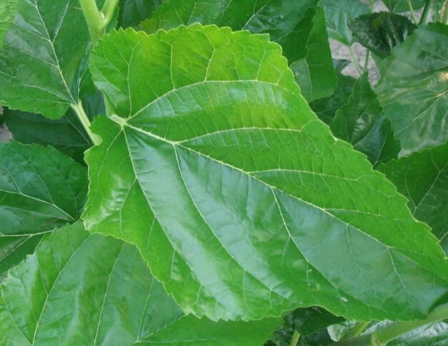 Mulberry Leaf Powder