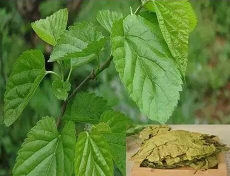 hite Mulberry Leaf Extract-2