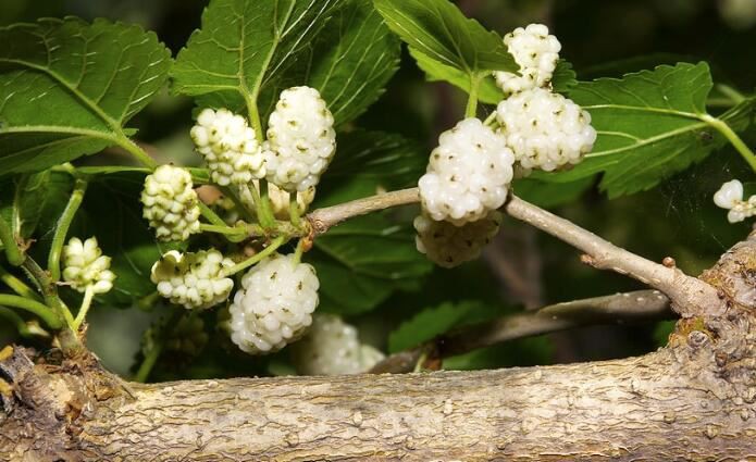 hite Mulberry Leaf Extract-1