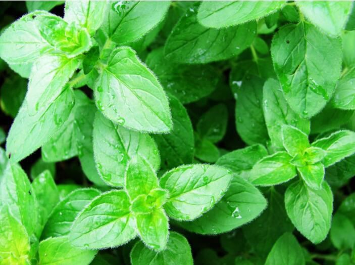 Marjoram Extract