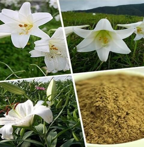 Lily Bulb Extract-1