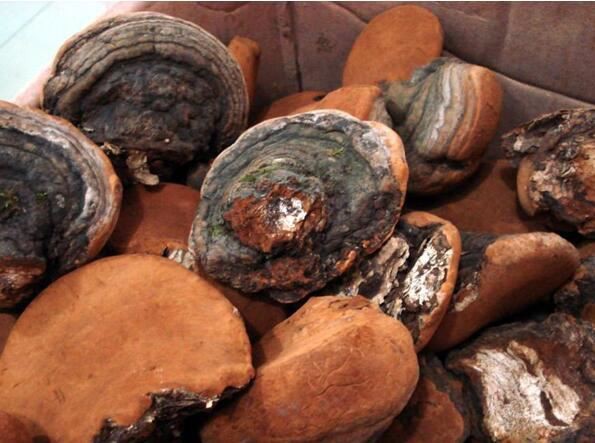 Phellinus igniarius extract