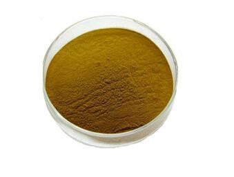 Phellinus igniarius extract-1