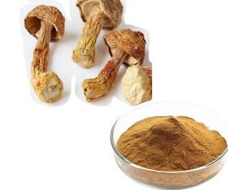 Agaricus Blazei Extract-1