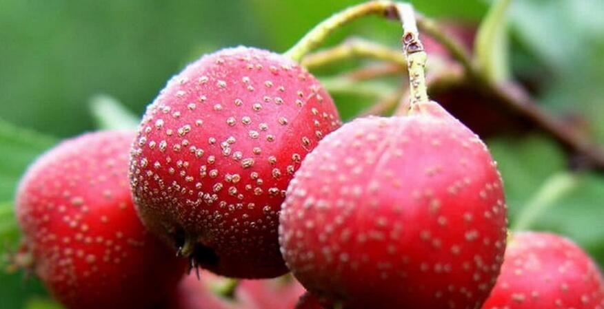 Hawthorn Powder