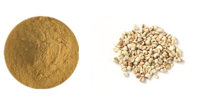 Coix Seed Powder