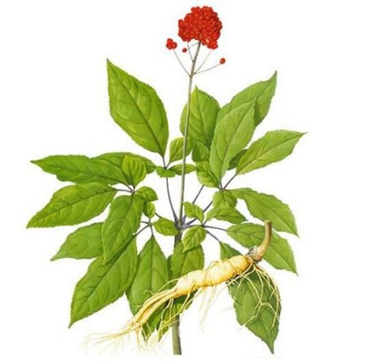 Panax Ginseng Extract-1