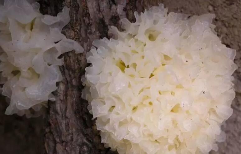 Tremella fuciformis Extract