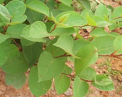 Polygonum Cuspidatum Extract