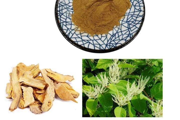 Polygonum Cuspidatum Extract-1