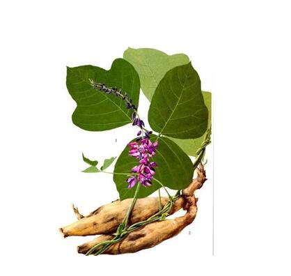 Pueraria Lobata Root Extract