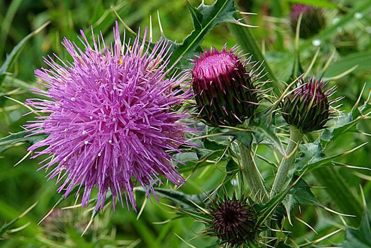 Milk Thistle Extract