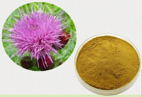 Milk Thistle Extract-1