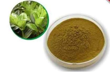 Polygonatum Extract-1