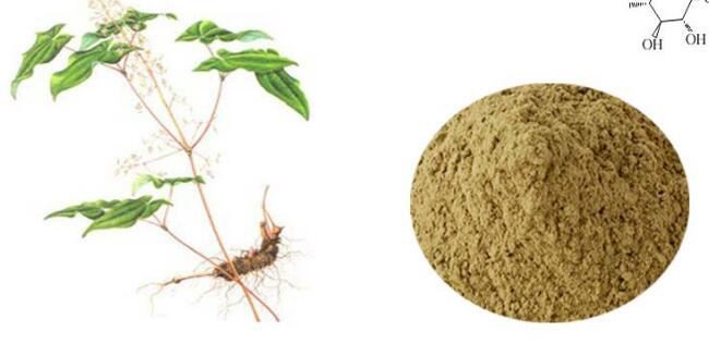 Epimedium Extract-1