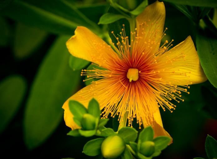 St. john's wort extract