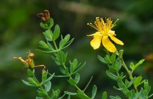 St. john's wort extract-1