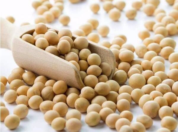 Soybean Extract-1