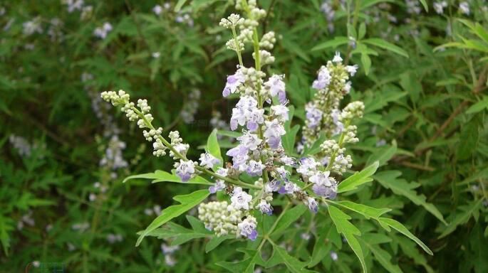 Vitex Extract