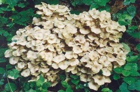 Polyporus Umbellatus