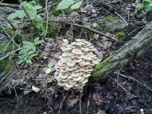 Polyporus Umbellatus-1