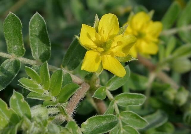 tribulus terrestris extract