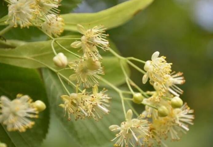 Tilia Cordata Flower Extract