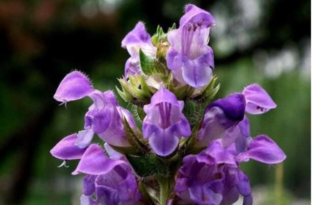 Prunella Vulgaris Extract-1