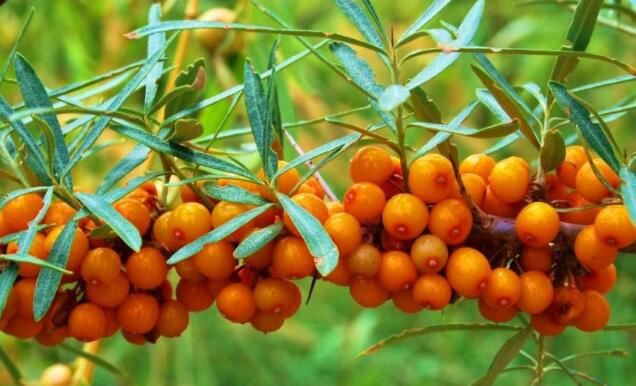 Sea Buckthorn Extract-1